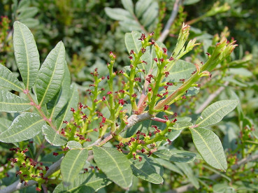 fiori femminili del lentisco